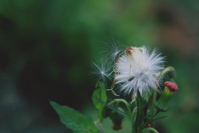 Close-up of dandelion flower