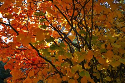 Low angle view of tree against orange sky