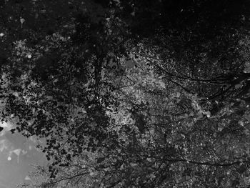 Low angle view of trees against sky