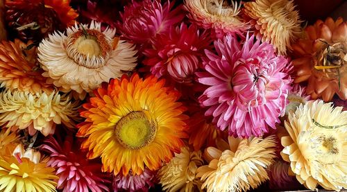 High angle view of multi colored flowering plants