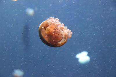 High angle view of ice cream in water