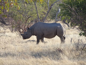 Side view of horse on grass