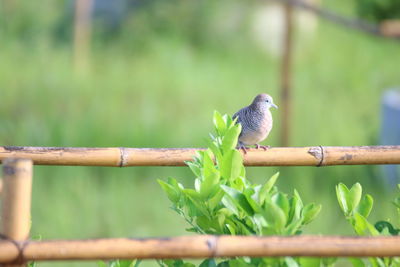 Bird perching on metal