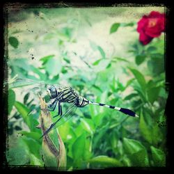 Close-up of butterfly on flower