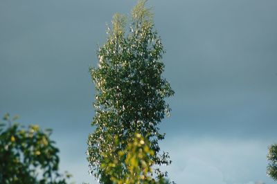 Low angle view of plant against clear sky