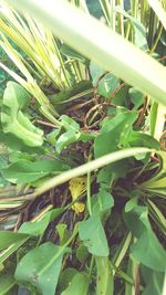 Close-up of fresh green plant