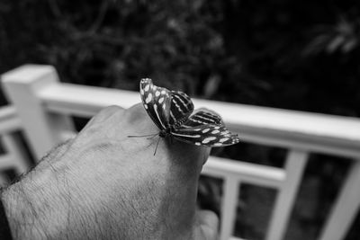 Close-up of butterfly on hand