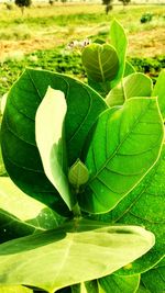 Close-up of fresh green leaf