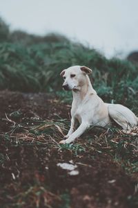 Mixed breed dog on green grass