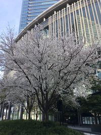 Low angle view of trees in city