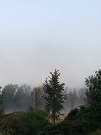 Trees in forest against sky