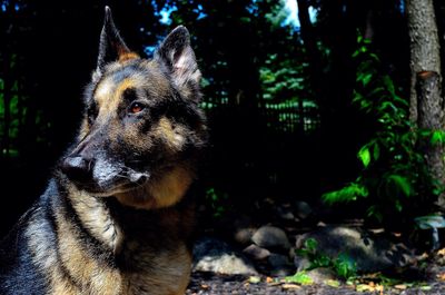 Close-up of dog