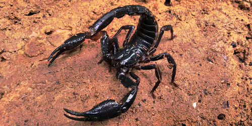 High angle view of insect on ground