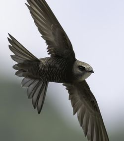 Low angle view of eagle flying against clear sky