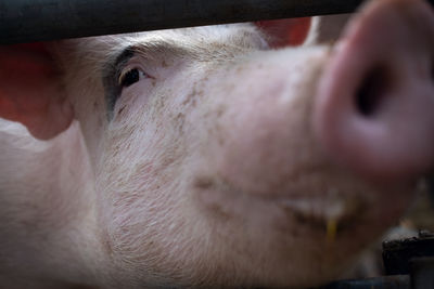 Close-up portrait of cow