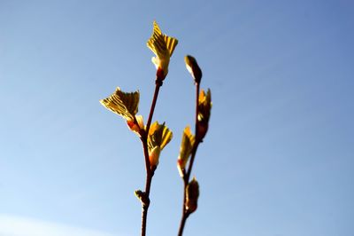 Low angle view of yellow flower against clear sky