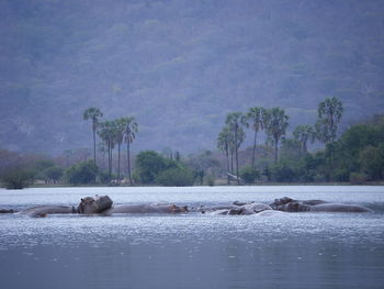 Scenic view of river by trees against sky