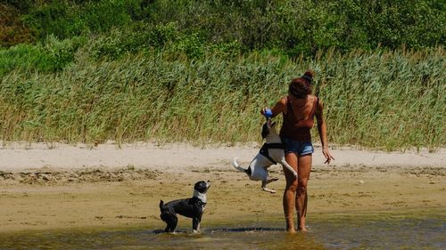 Woman playing with dogs at beach against plants on sunny day