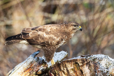 Buzzard photographed from a camouflage tent in winter at the edge of a forest