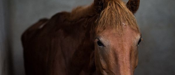 Close-up portrait of horse at stable