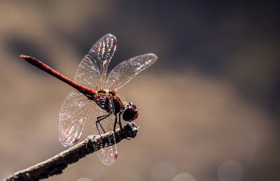 Close-up of dragonfly on twig