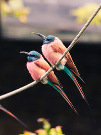 Close-up of bird perching on a rope