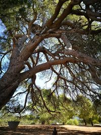 Trees in forest