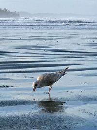 Seagull on beach