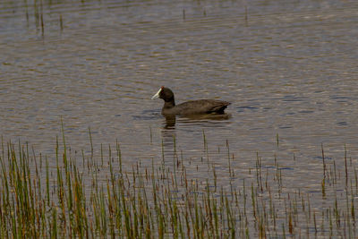 Duck swimming in lake