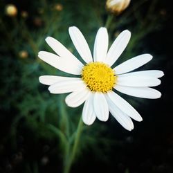 Close-up of white cosmos blooming outdoors