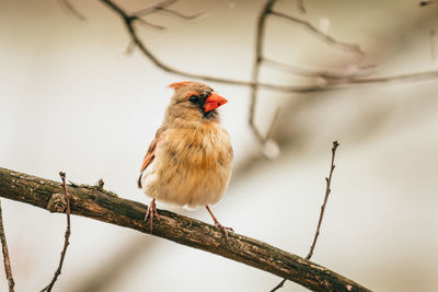 Close-up of female cardinal perching on branch