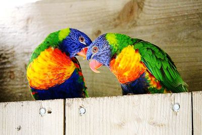 Close-up of parrot perching on wood