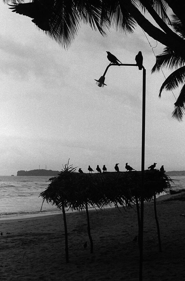 sea, palm tree, beach, water, tree, horizon over water, bird, sky, shore, tranquility, tranquil scene, silhouette, nature, scenics, beauty in nature, incidental people, outdoors, sand, animal themes, flying