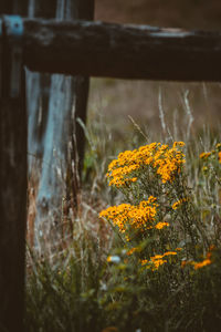 Close-up of yellow flowering plant on land