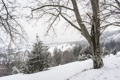 Scenic view of snow covered land and trees