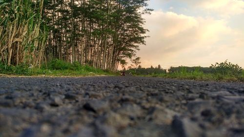 Surface level of road by trees against sky