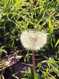 Close-up of dandelion