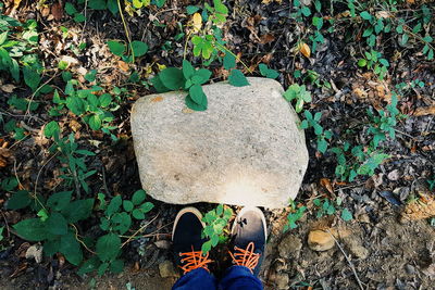 Low section of man standing by plants