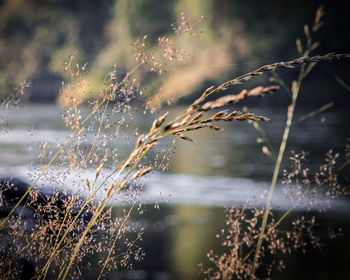 nature