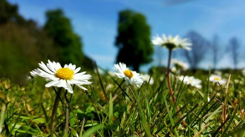 Close-up of white daisy blooming in field