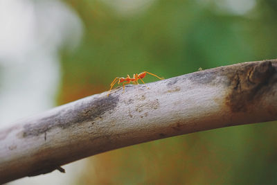 Close-up of ant on tree