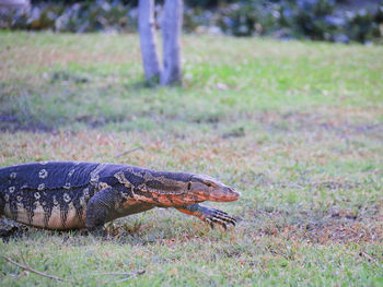 Side view of komodo dragon on field