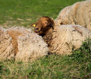 Sheep resting on grassy field