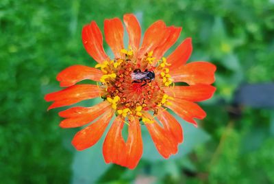 Directly above shot of fly on orange flower