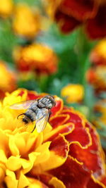 Close-up of butterfly on flower