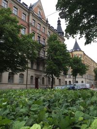 Plants growing on building