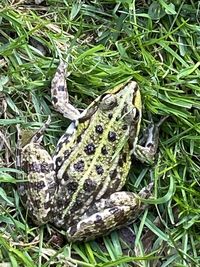 High angle view of lizard on land