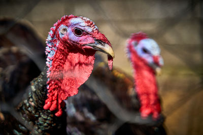 Close-up of a bird