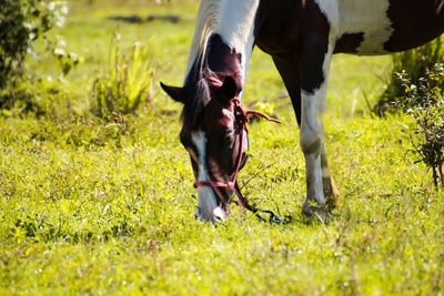 Horse standing in a field