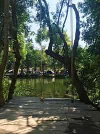 Trees by lake in park